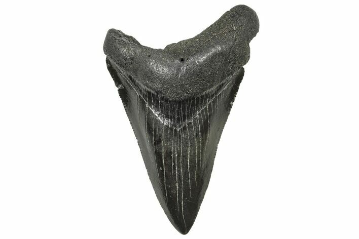 Serrated, Juvenile Megalodon Tooth - South Carolina #240168